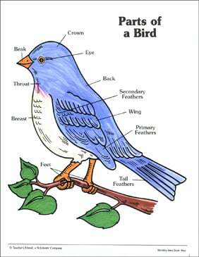 Parts of a Bird: Labeling Practice Page | Printable Skills Sheets