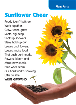 Sunflower Cheer: Science Poem | Printable Lesson Plans, Ideas and Texts