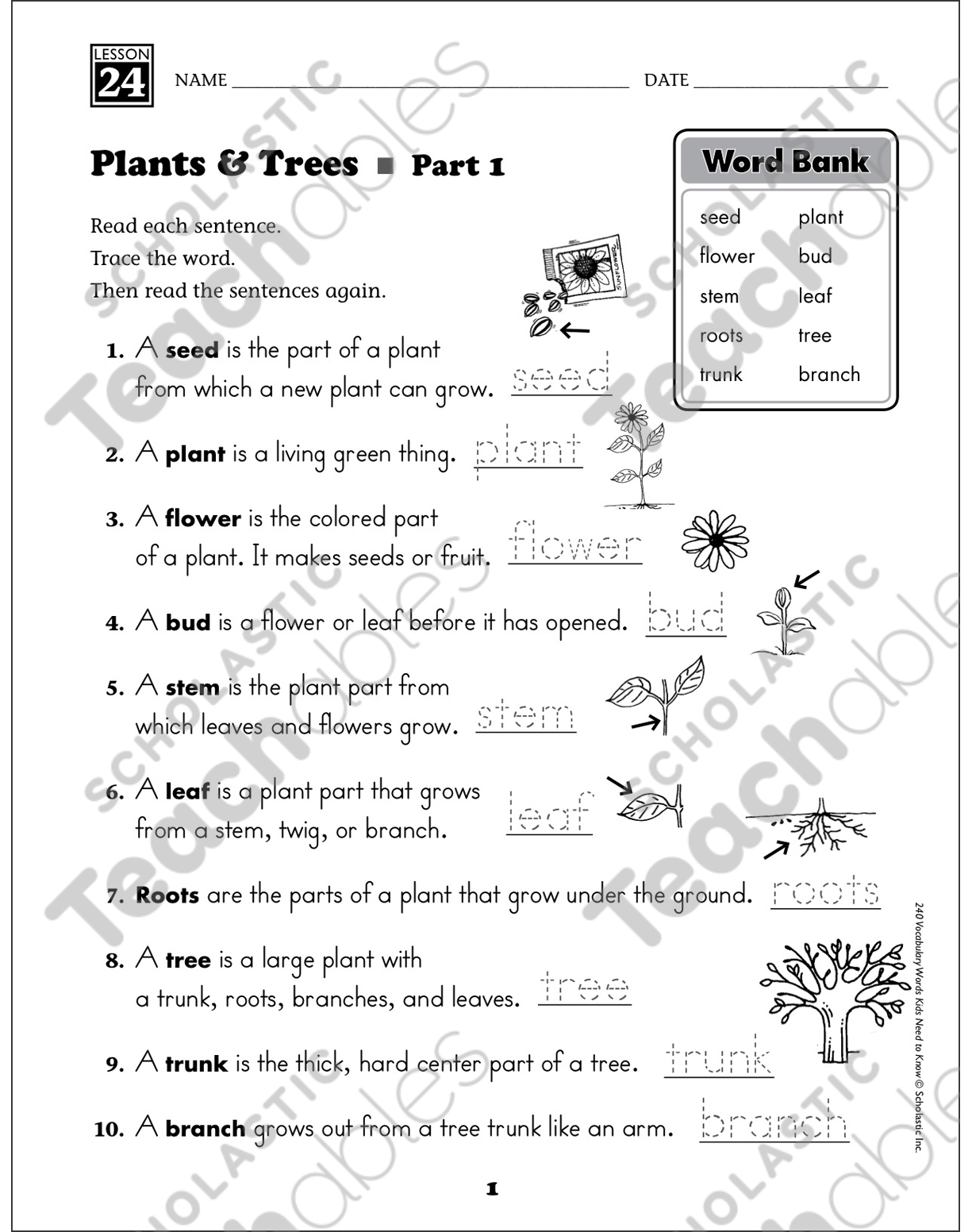 plants and trees content words grade 1 vocabulary printable skills sheets