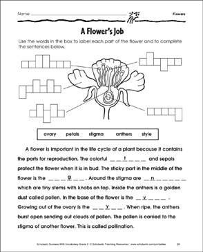 Plant Structure Printable Worksheets, Labeling Activities & Mini-Books for  Kids in Early Grades | Scholastic