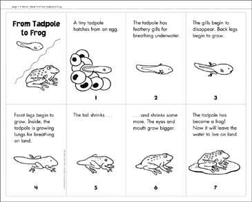 From Tadpole to Frog  Printable Mini-Books