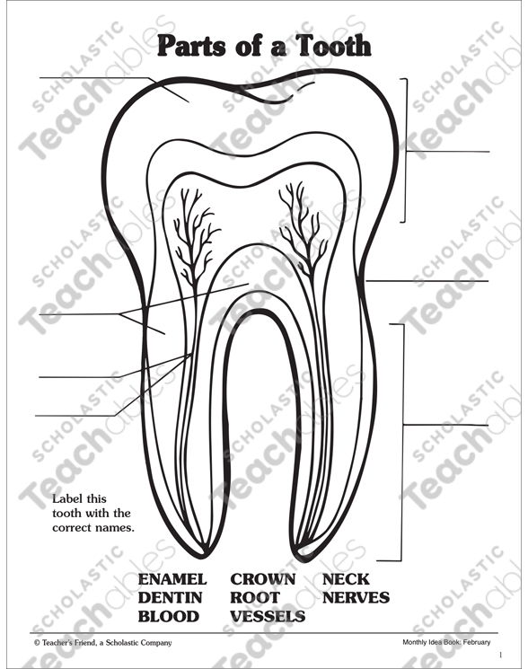 Parts Of A Tooth Labeling Practice Page Printable Skills Sheets