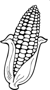 Ear Of Corn Clipart Black And White