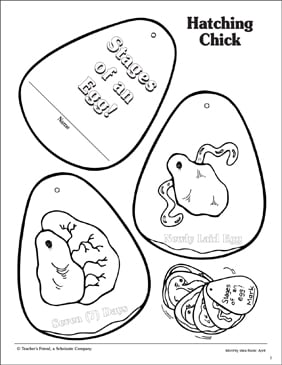 Stages Of An Egg Science Shape Book Printable Mini Books