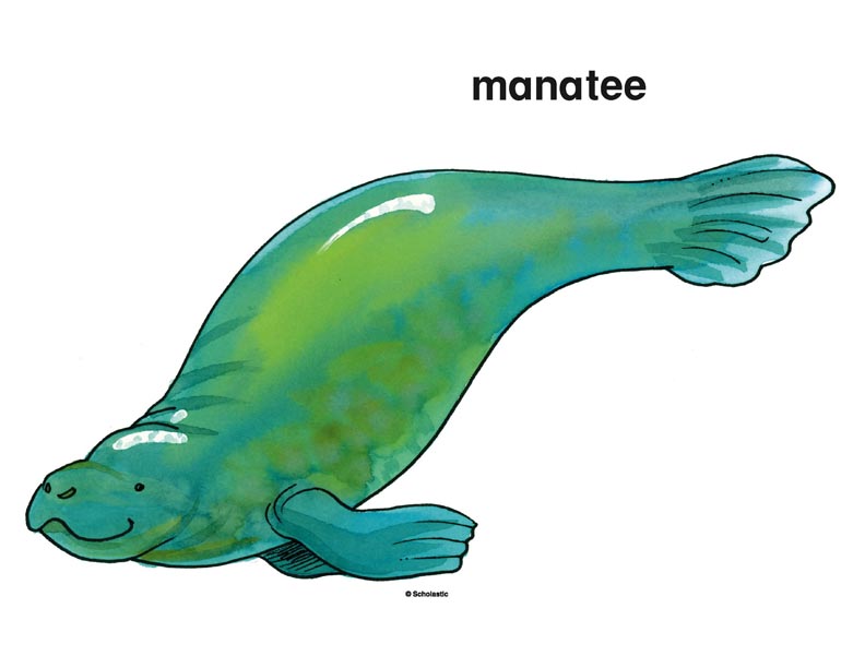 Manatee | Printable Clip Art and Images