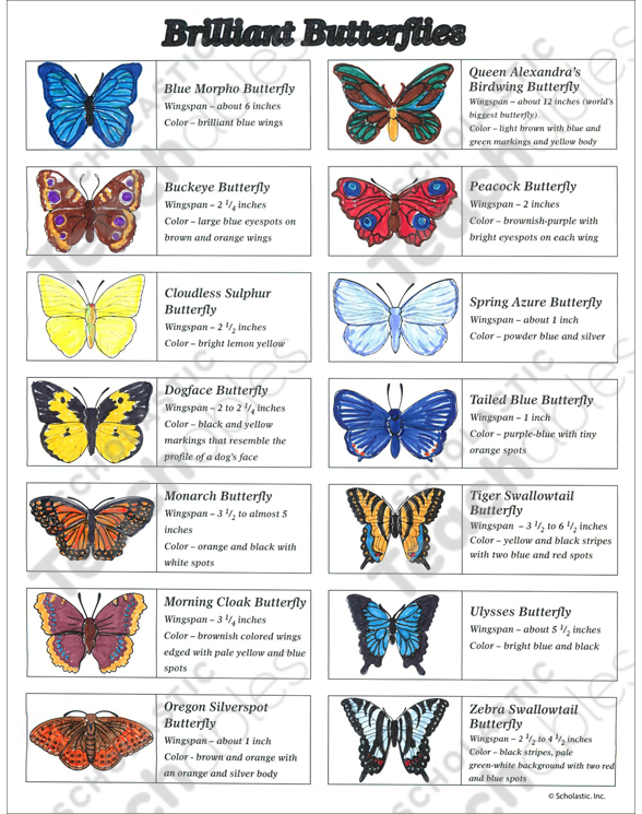 Levels Of Classification Of Butterfly Offers Online gbupresnenskij.ru