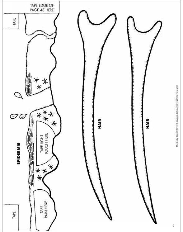 Printable Blank Skin Diagram Worksheets