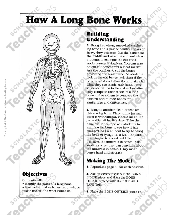 The Long Bones Printable Lesson Plans And Ideas