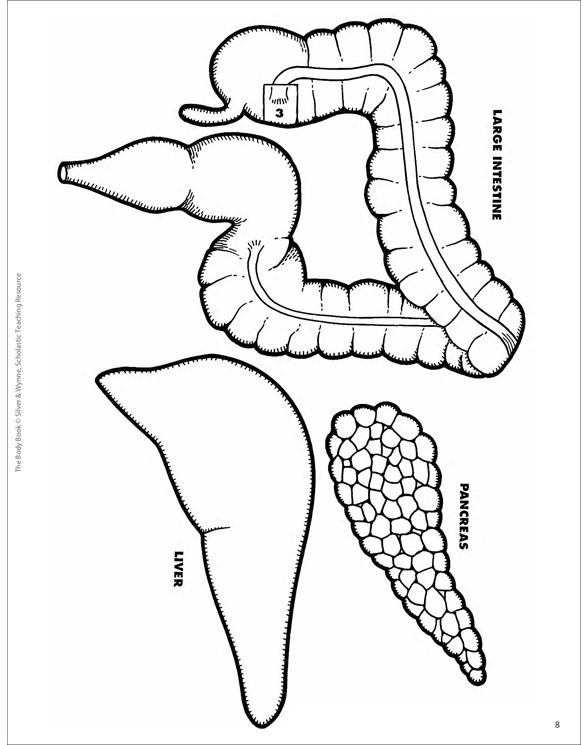 The Digestive System Printable Lesson Plans and Ideas