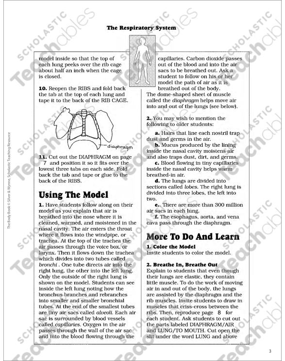 Respiratory system activities for middle school