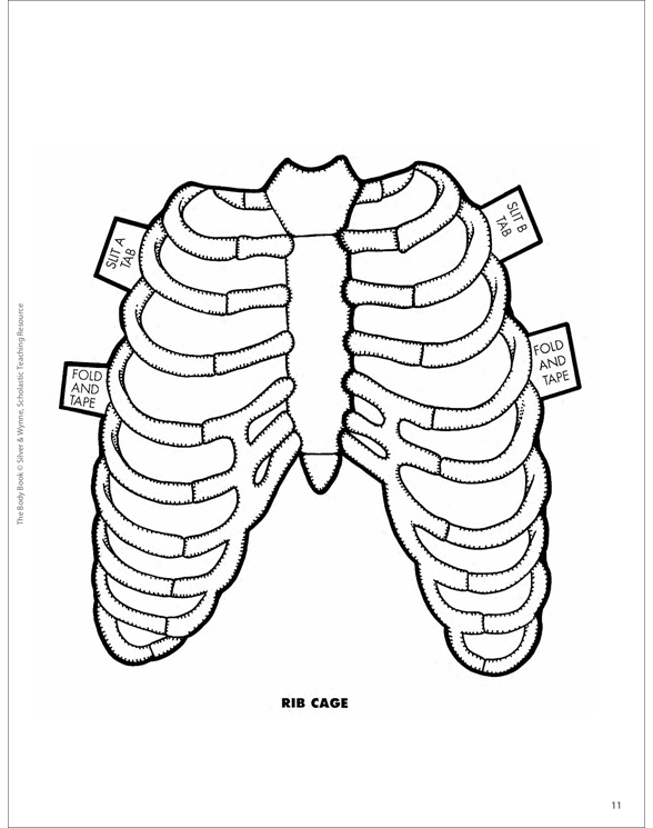 The Respiratory System | Printable Lesson Plans and Ideas