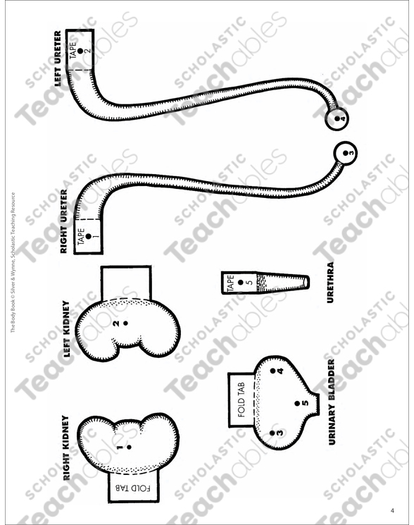 The Urinary System | Printable Lesson Plans and Ideas