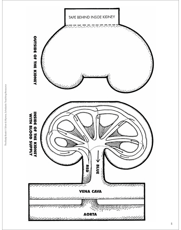 The Urinary System | Printable Lesson Plans and Ideas