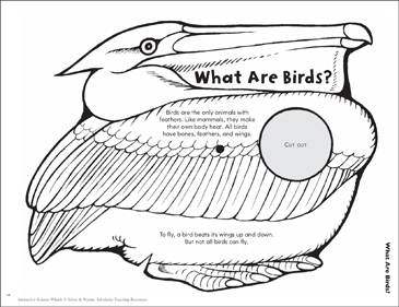 All birds details online