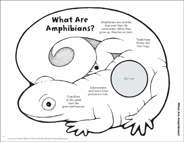 amphibians pictures for kids