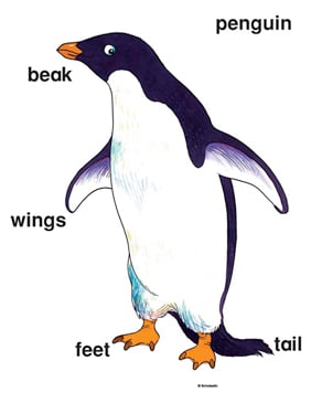 Penguin | Printable Clip Art and Images