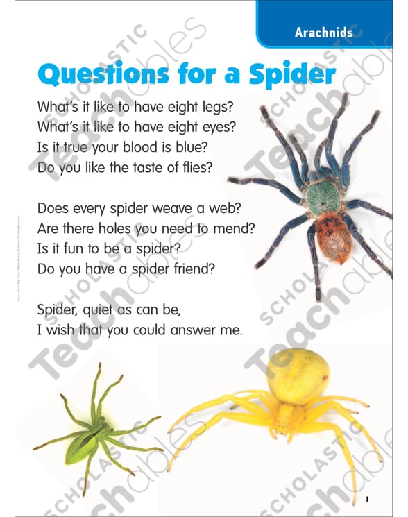 Spider Facts for Kids: Arachnid Information for Students