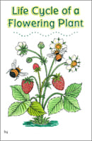Life Cycle of a Flowering Plant