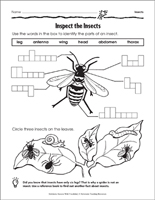 scholastic 1st grade science worksheets