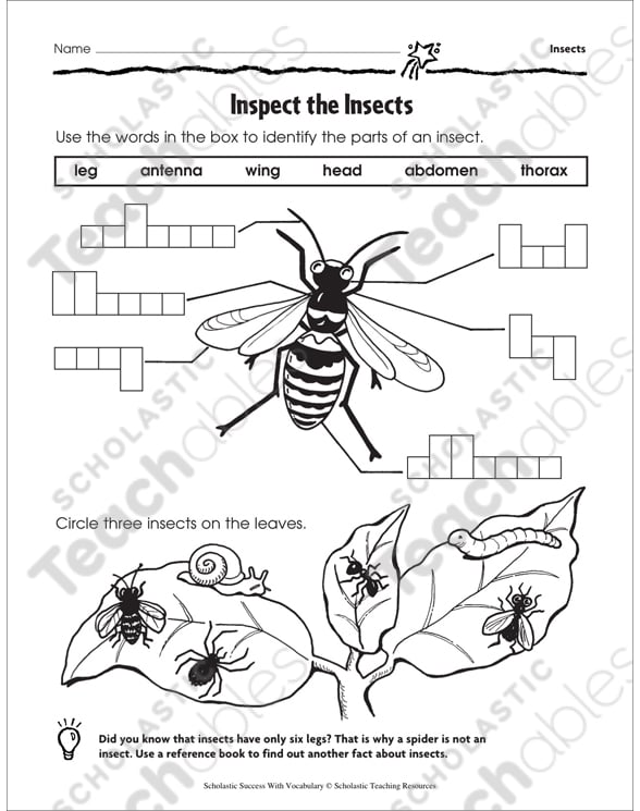 Inspect the Insects (Labeling) | Printable Skills Sheets